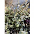 Wonderful Crassula Pellucida Variegated Calico Kitten Succulent Garden Plant