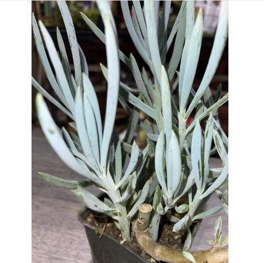 Wonderful Senecio antandroi Dwarf Clone Succulent Garden Plant