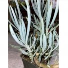 Wonderful Senecio antandroi Dwarf Clone Succulent Garden Plant