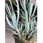 Wonderful Senecio antandroi Dwarf Clone Succulent Garden Plant