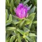 Wonderful Carpobrotus edulis Purple Ice Succulent Garden Plant