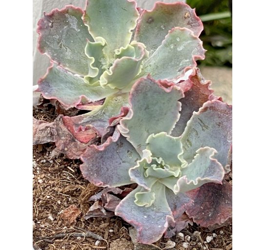 Wonderful Echeveria Takasago No Okina Variegated Ruffle Succulent Garden Plant