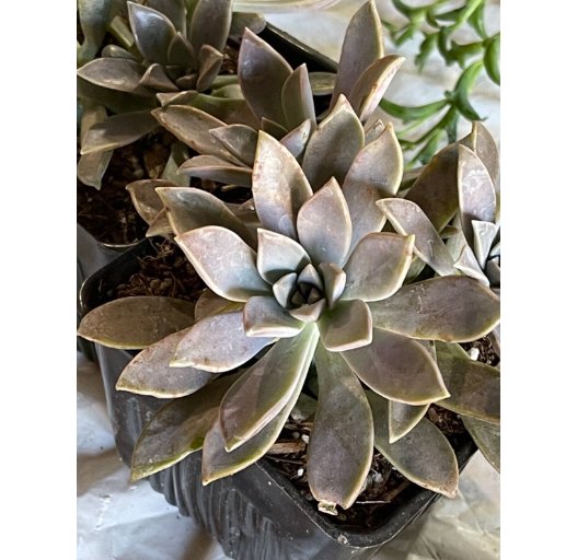Wonderful Graptopetalum Mother Of Pearl Succulent Garden Plant