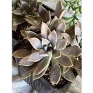 Wonderful Graptopetalum Mother Of Pearl Succulent Garden Plant