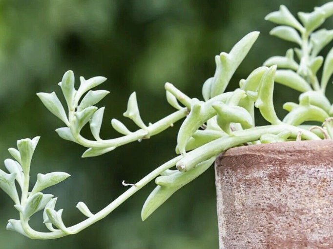 Wonderful Senecio Peregunis String Of Dolphins Succulent Garden Plant