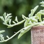 Wonderful Senecio Peregunis String Of Dolphins Succulent Garden Plant