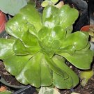 Wonderful Aeonium Urbicum Succulent Garden Plant