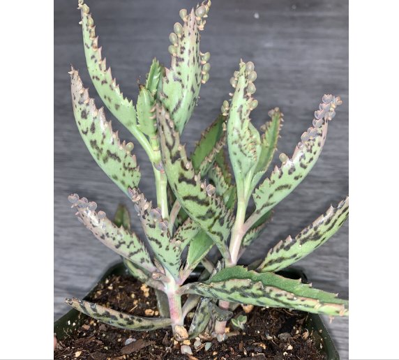 Wonderful Kalanchoe Delagoensis Mother Of Thousands Succulent Garden Plant