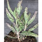 Wonderful Kalanchoe Delagoensis Mother Of Thousands Succulent Garden Plant