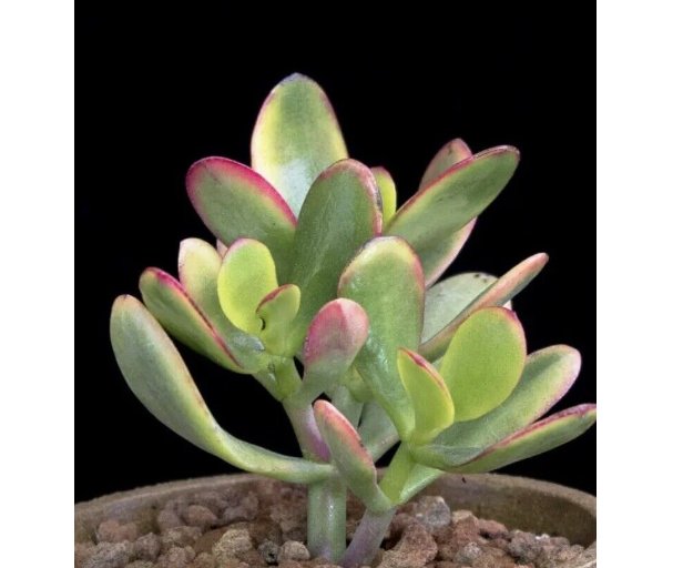 Wonderful Crassula ovata Hummels Sunset Golden Jade Succulent Garden Plant