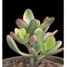 Wonderful Crassula ovata Hummels Sunset Golden Jade Succulent Garden Plant