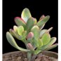 Wonderful Crassula ovata Hummels Sunset Golden Jade Succulent Garden Plant