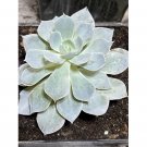 Wonderful Echeveria Peacockii Blue Peacock Succulent Garden Plant