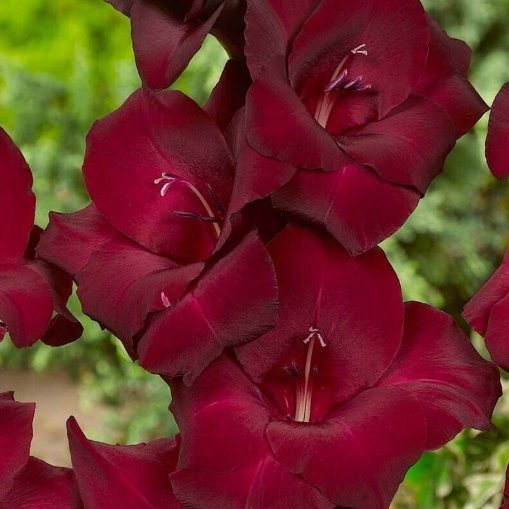 Wonderful Gladioulus Expresso Velvet Crimson Red Sword Lily Beautiful Flower Garden Plant