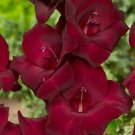Wonderful Gladioulus Expresso Velvet Crimson Red Sword Lily Beautiful Flower Garden Plant