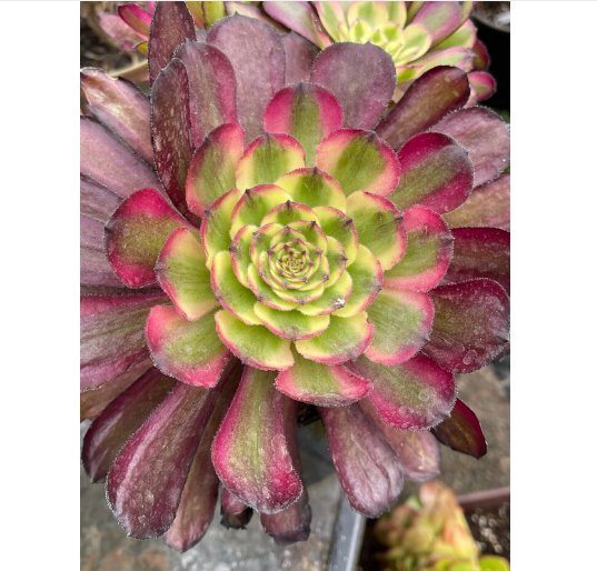 Wonderful Aeonium Mardi Gras Succulent Garden Plant