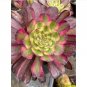Wonderful Aeonium Mardi Gras Succulent Garden Plant