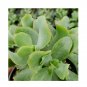 Wonderful Crassula Arborescens Curly Green Succulent Garden Plant