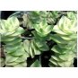 Wonderful Crassula Perforata Variegata Variegated String of Buttons Succulent Garden Plant