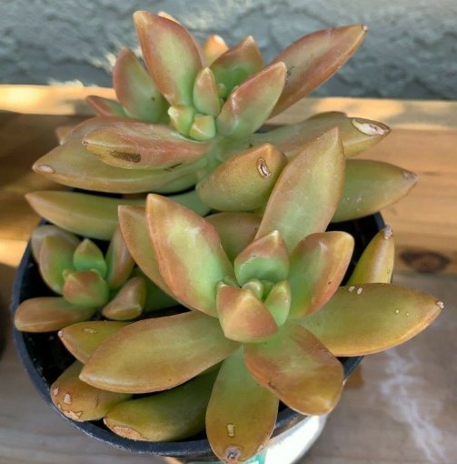 Wonderful Sedum Aldhopii Golden Glow Succulent Garden Plant
