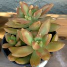 Wonderful Sedum Aldhopii Golden Glow Succulent Garden Plant