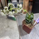Wonderful Crassula Lactea Taylors Parche Succulent Garden Plant