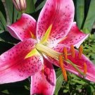 Wonderful Lilium Orientalis Stargazer Beautiful Flower Garden Plant