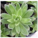 Wonderful Aeonium Simsii Succulent Garden Plant