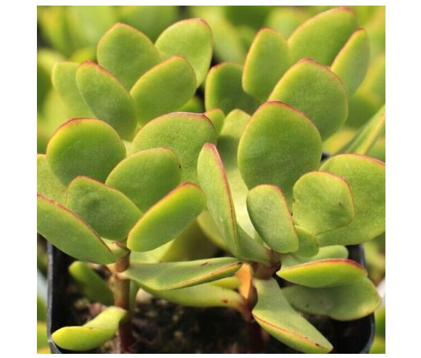 Wonderful Crassula Radicans Small Red Succulent Garden Plant