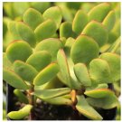 Wonderful Crassula Radicans Small Red Succulent Garden Plant