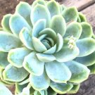 Wonderful Echeveria Elegans Mexican Snowballs Succulent Garden Plant