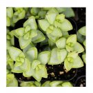 Wonderful Crassula Rupestris Rosary Vine Succulent Garden Plant