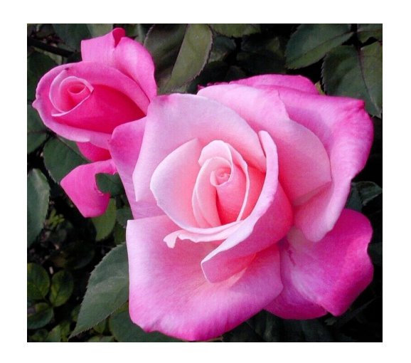 Wonderful Rose Bush First Prize Beautiful Flower Garden Plant