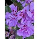 Wonderful Pelargonium peltatum Purple Blue Geranium Garden Plant