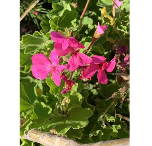 Wonderful Pink With Light Green Leaves Geranium Garden Plant