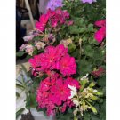Wonderful Pelargonium Rose Flare Dark Leaf Geranium Garden Plant