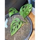Wonderful Monstera Obliqua Monkey Mask Garden Plant