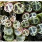 Wonderful Peperomia Prostrata String Of Turtles Garden Plant