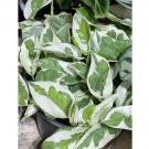Wonderful Epipremnum Aureum Njoy Garden Plant