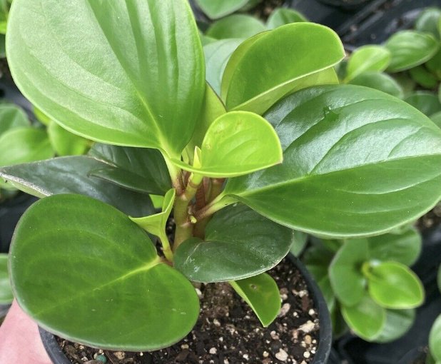 Wonderful Peperomia Obtusifolia American Baby Rubber Garden Plant