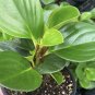 Wonderful Peperomia Obtusifolia American Baby Rubber Garden Plant