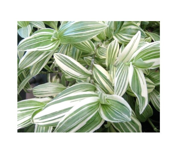 Wonderful Tradescantia Fluminensis QuickSilver Garden Plant
