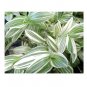 Wonderful Tradescantia Fluminensis QuickSilver Garden Plant