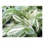 Wonderful Tradescantia Fluminensis QuickSilver Garden Plant