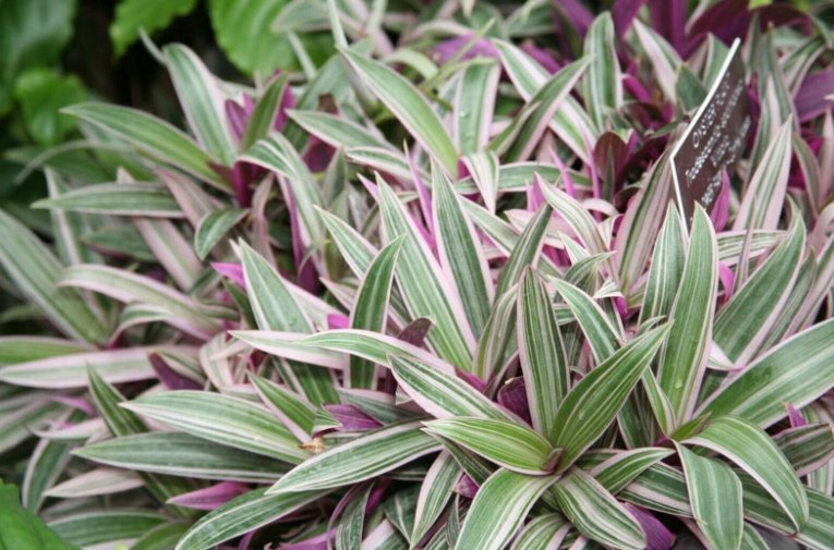 Wonderful Tradescantia Spathacea Tricolor Moses in the Cradle Garden Plant