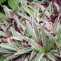 Wonderful Tradescantia Spathacea Tricolor Moses in the Cradle Garden Plant