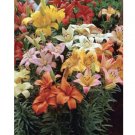 Wonderful Asiatic Lily Beautiful Flower Mix Garden Plant