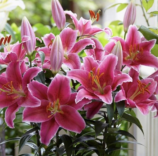 Wonderful Lilium Orientalis Sorbonee Pink Oriental Lily Flower Garden Plant