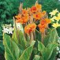 Wonderful Canna Lily Pretoria Bengal Tiger Flower Garden Plant