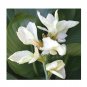 Wonderful Canna Lily White with Green Leaves Flower Garden Plant